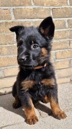 Mechelse herder x Hollandse herder pups, 8 tot 15 weken, Meerdere, Meerdere dieren, Herder