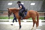 Lieve, mooie, drachtige New Forest Ster merrie, Dieren en Toebehoren, Pony's, Merrie, C pony (1.27m tot 1.37m), Gechipt, 11 jaar of ouder