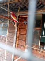 Rosella gevraagt. Man rubino, Dieren en Toebehoren, Mannelijk, Parkiet