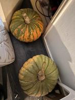 Soeppompoenen te koop, Volle zon, Groenteplanten, Eenjarig, Ophalen of Verzenden