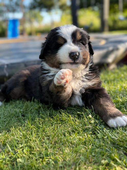 Berner sennen pups, Dieren en Toebehoren, Honden | Bulldogs, Pinschers en Molossers, Meerdere dieren, Sennenhond, Particulier