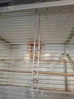 Kanaries, Dieren en Toebehoren, Vogels | Kanaries, Meerdere dieren, Kleurkanarie