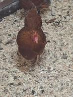 Te koop; prachtige New Hampshire kriel hennen, Dieren en Toebehoren, Pluimvee, Vrouwelijk, Kip