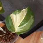 epipremnum pinnatum happy leaf stek nr 46, Huis en Inrichting, Kamerplanten, Ophalen of Verzenden, Halfschaduw, Minder dan 100 cm
