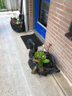 bloempotten Zwarte zwanen, Overige vormen, Tuin, 40 tot 70 cm, Beton