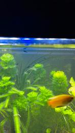 Black molly’s grote en kleintjes, Vis, Zoetwatervis, Schoolvis