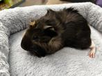 Jonge cavia zeugjes, Dieren en Toebehoren, Knaagdieren, Cavia, Meerdere dieren, Tam, September