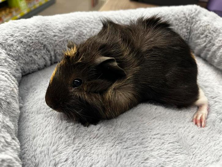 Jonge cavia zeugjes, Dieren en Toebehoren, Knaagdieren, Meerdere dieren, Cavia, September, Tam