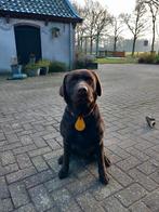Dekreu labrador NIET TE KOOP, Dieren en Toebehoren, Honden | Dekreuen, Rabiës (hondsdolheid), Reu, Eén hond, 3 tot 5 jaar