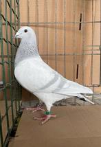 Kleurpostduiven poederblauw geband, Dieren en Toebehoren, Meerdere dieren, Postduif