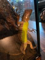 Rode leguaan, Dieren en Toebehoren, Reptielen en Amfibieën, Slang, Tam