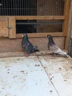 Kleur postduiven koppel, Dieren en Toebehoren, Vogels | Duiven, Meerdere dieren, Postduif