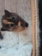 Kittens britcoontjes. Mams Britse korthaar paps mainecoon, Meerdere dieren, Ontwormd