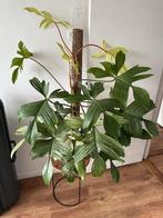 Philodendron Florida Ghost op mospaal, Huis en Inrichting, Kamerplanten, Ophalen, Overige soorten, Minder dan 100 cm