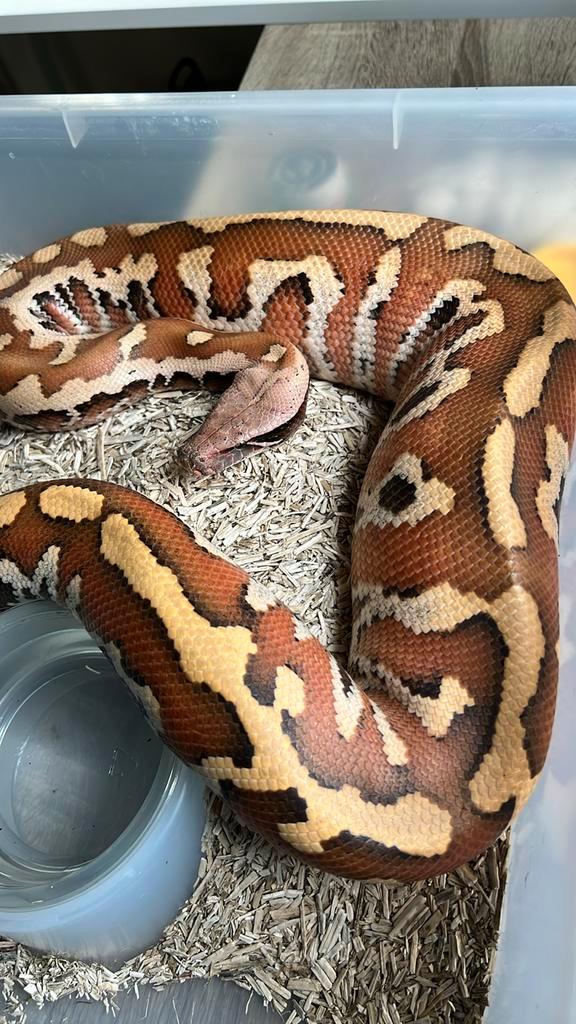 Brongersmai Matrix 100%het T+ Albino