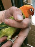 Prachtige jonge agapornis fisheri opaline dgroen pop, Dieren en Toebehoren, Vogels | Parkieten en Papegaaien, Vrouwelijk, Dwergpapegaai of Agapornis
