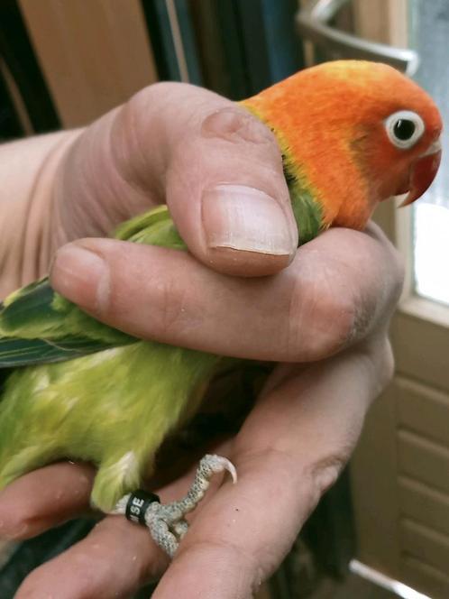 Prachtige jonge agapornis fisheri opaline dgroen pop, Dieren en Toebehoren, Vogels | Parkieten en Papegaaien, Dwergpapegaai of Agapornis