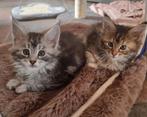 3 Maine Coon Poes, *16.8.2025, Dieren en Toebehoren, Meerdere dieren, Ontwormd