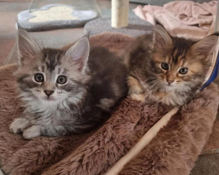 3 Maine Coon Poes, *16.8.2025, Dieren en Toebehoren, Katten en Kittens | Raskatten | Langhaar, Meerdere dieren, Ontwormd