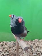 Te koop koppel charcoal, Dieren en Toebehoren, Vogels | Overige Vogels, Meerdere dieren