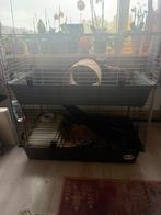 Konijn, Ram, Dieren en Toebehoren, Overige typen, Zo goed als nieuw, Konijn, Ophalen