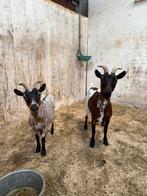 2 geitjes, Dieren en Toebehoren, Vrouwelijk, Geit