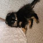 Pomperiaan, Dieren en Toebehoren, Honden | Chihuahua's en Gezelschapshonden, Reu, 8 tot 15 weken, Eén hond, Nederland