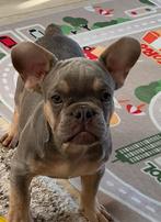 Franse Bulldog pup, Dieren en Toebehoren, Honden | Bulldogs, Pinschers en Molossers, Particulier, Rabiës (hondsdolheid), 15 weken tot 1 jaar