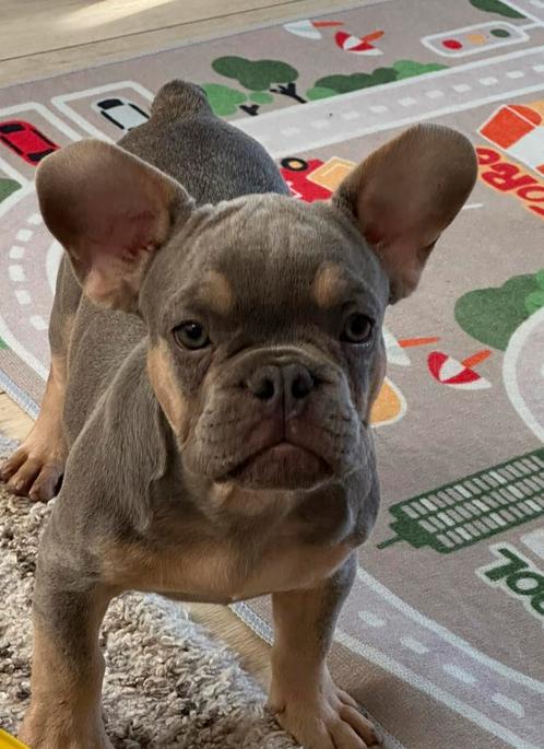 Franse Bulldog pup, Dieren en Toebehoren, Honden | Bulldogs, Pinschers en Molossers, Reu, Bulldog, Particulier, Eén hond, Buitenland