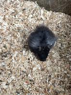 Syriese goudhamster, Dieren en Toebehoren, Knaagdieren, Hamster, Juli, Vrouwelijk, Tam