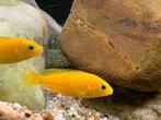Labidochromis Caeruleus, Malawi cichlide, Dieren en Toebehoren, Vissen | Aquariumvissen