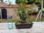 Chinese Kweepeer (pre) Bonsai Pseudocydonia Sinensis, Ophalen of Verzenden, Minder dan 100 cm, Overige soorten