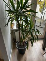 Mooie grote Yucca kamerplant, Ophalen, Halfschaduw, In pot, Yucca