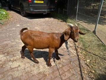 Kalahari Red geit  beschikbaar voor biedingen