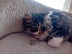 Nog 2  kitlens  half maine coon, Meerdere dieren, Ontwormd, 0 tot 2 jaar