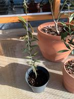 Diverse Buitenplanten - Yucca, Olijf, Palm, Oleander, Overige soorten, Ophalen of Verzenden, In pot, Minder dan 100 cm