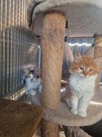 Te koop mooie Maine Coon katertjes, Dieren en Toebehoren, Katten en Kittens | Raskatten | Langhaar, Meerdere dieren, Ontwormd