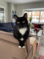 Poes 10jaar zoekt nieuw adresje /eigenaar, Poes, Kortharig, 6 jaar of ouder