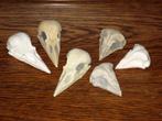 Replica vogel Schedels Kraai Uil KLEUR NAAR WENS bird skulls, Ophalen of Verzenden, Nieuw, Vogel, Schedel