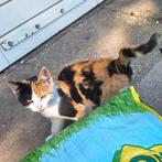 Lieve Boerderij kitten/ poesje, lapjespoes, nog 1 over...!, Dieren en Toebehoren, Katten en Kittens | Overige Katten, Meerdere dieren