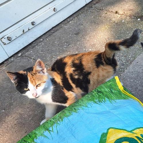 Lieve Boerderij kitten/ poesje, lapjespoes, nog 1 over...!, Dieren en Toebehoren, Katten en Kittens | Overige Katten, Meerdere dieren