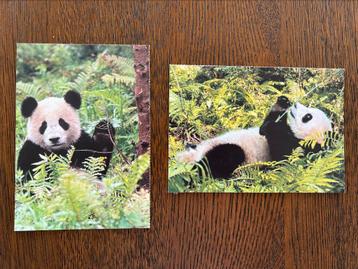 2 kaarten met pandabeer Wereld natuur fonds beschikbaar voor biedingen