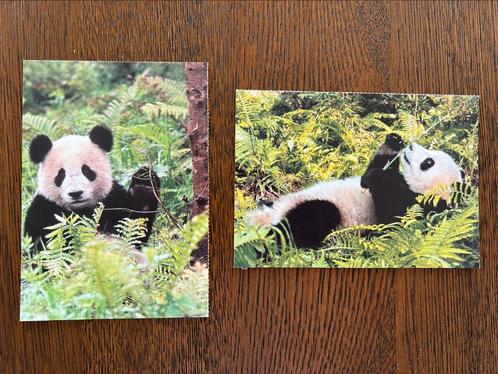2 kaarten met pandabeer Wereld natuur fonds, Verzamelen, Ansichtkaarten | Dieren, Ongelopen, 1940 tot 1960, Overige soorten, Ophalen of Verzenden