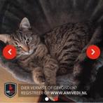Gecastreerde kater, Dieren en Toebehoren, Kat