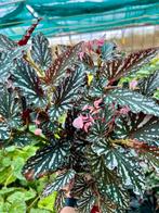 Begonia maculata 'Spotlight Dark Dolc’Amore', Huis en Inrichting, Kamerplanten, Overige soorten, In pot, Minder dan 100 cm, Bloeiende kamerplant