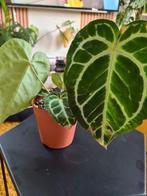 Anthurium crystallinum, Ophalen, Overige soorten, Minder dan 100 cm