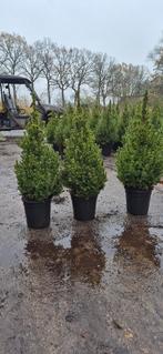 Kerstboom | Conica, Ophalen, In pot, Halfschaduw, Minder dan 100 cm