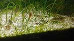 Anentome Helenaslak 1 euro per stuk, Dieren en Toebehoren, Slak of Weekdier, Zoetwatervis