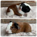 Ontzettend knap driekleur baby cavia, Dieren en Toebehoren, Knaagdieren, Mannelijk, Cavia, Tam