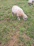 Ryelandschaap ooi, Dieren en Toebehoren, Schapen, Geiten en Varkens, Vrouwelijk, Schaap